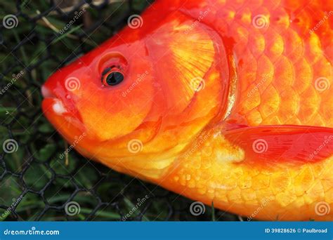 Head of large Goldfish. stock photo. Image of angler - 39828626