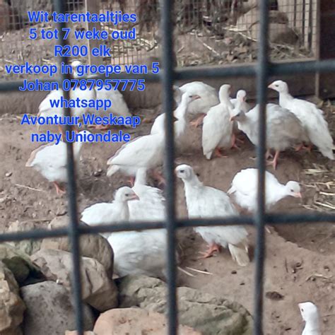 white guinea fowl keets 5 to 7 weeks old av in Avontuur, Western Cape ...