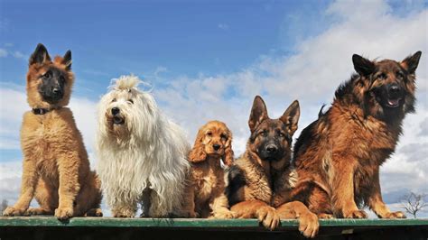 Image result for Extinct Dogs