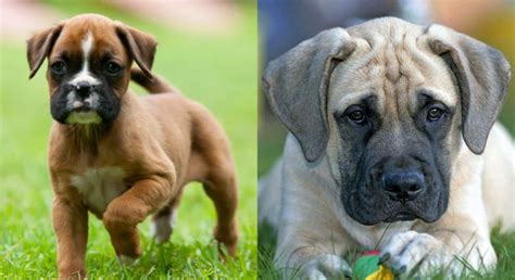 Boxer Mastiff Mixed Dog Breed: Info, Pictures, Care Guide & Traits ...