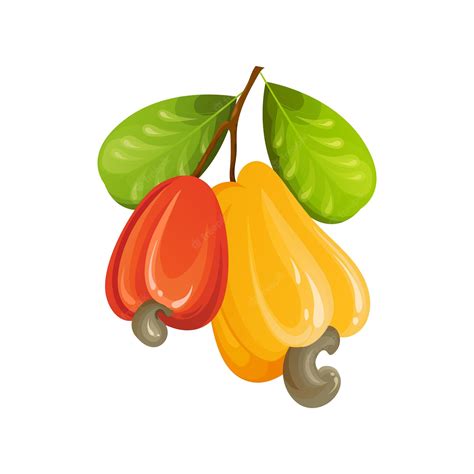 Free Cashews, Download Free Cashews png images, Free ClipArts on ...
