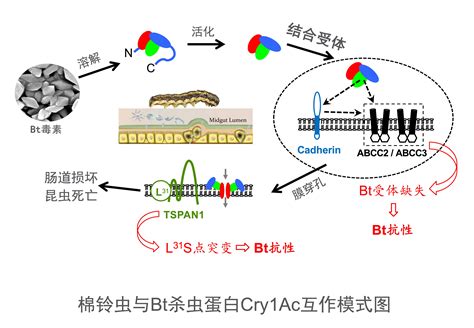 前沿丨吴益东教授团队揭示Bt杀虫蛋白“双通道”进攻机制