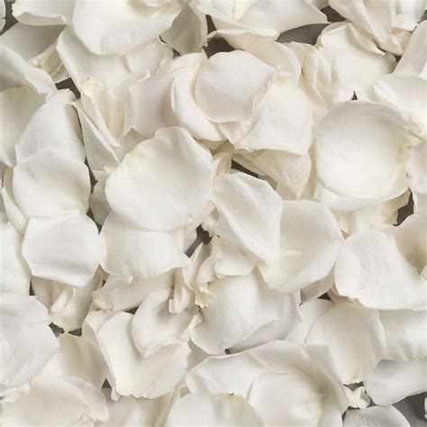 Fresh Rose Petals - Blume, designed by Victoria Swarovski