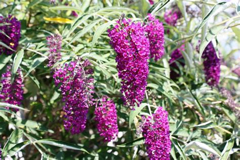 Butterfly Bush Plant