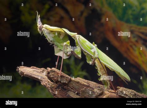 Image result for Prompt JavaScript