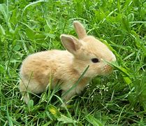 Image result for Cute Many Bunnies