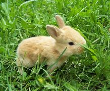 Image result for Cute and Fluffy Baby Bunnies