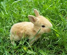 Image result for Very Cute Bunnies