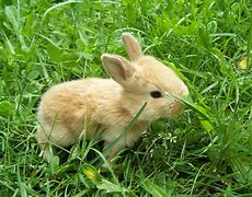 Image result for Cute Little Bunny