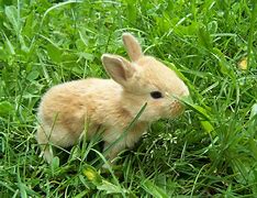 Image result for Baby Rabbit Pictures