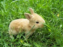 Image result for The Cutest Bunnies