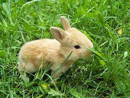 Image result for Two Cute Rabbits