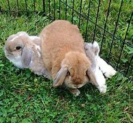 Image result for Baby Holland Lop Bunnies Black and White with Hart Nose