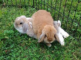 Image result for Baby Holland Lop Bunnies Drawing