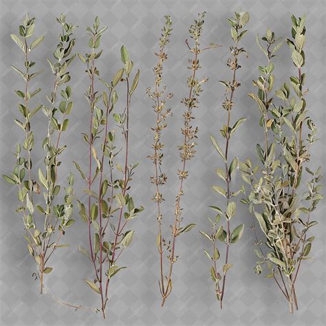 A series of plants with the names of the species | Premium AI-generated PSD
