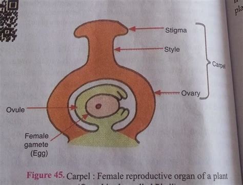 Draw labelled diagram of a pistil showing the following parts : Stigma ...