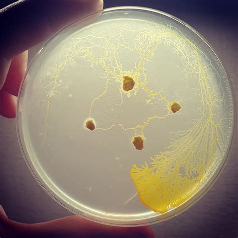 Slime Clay 2-Pack Yellow Slime Mold (Not Physarum Polycephalum ...