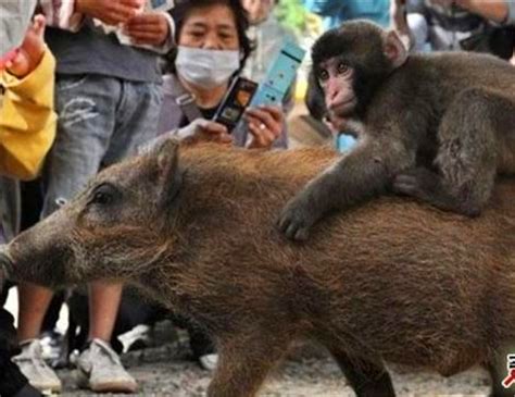 猴子骑着野猪做出奇怪动作，人们尴尬看完，才意识到自己错了_动物园