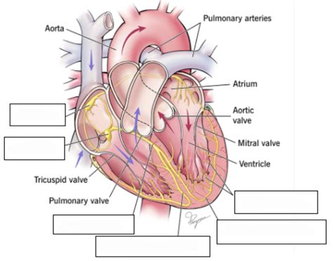 Cardiac intrinsic conduction system Quiz