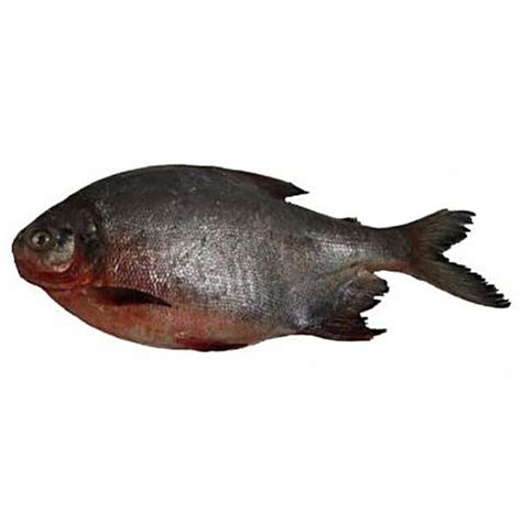 Buy Meaty Fish - Roopchand Online at Best Price of Rs null - bigbasket