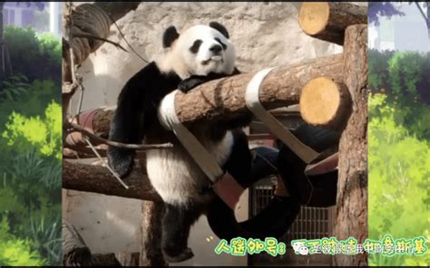 大熊猫“丁丁”和“如意”将在莫斯科动物园迎来旅俄的第一个生日 - 2019年7月20日, 俄罗斯卫星通讯社