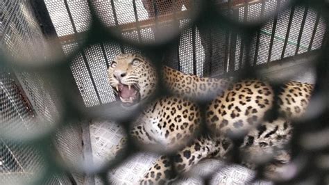 Non-segregation of waste attract leopards, say Pune wildlife experts ...