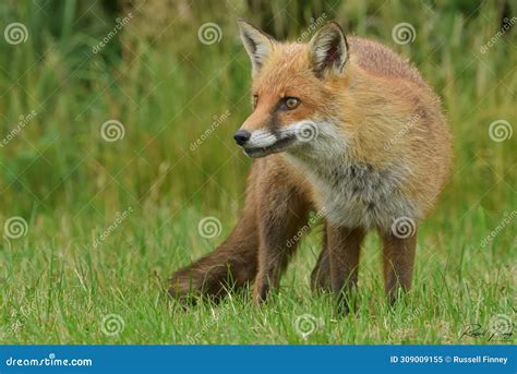 Red Fox Scientific Name: Vulpes Vulpes Stock Image - Image of species ...
