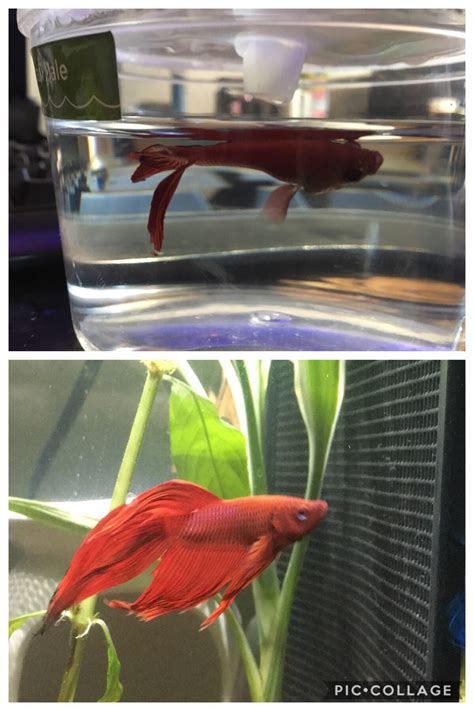Betta Fish Swim Bladder Disease Symptoms - Pregnant Center Informations