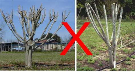 Image result for Pruning Crape Myrtle Tree