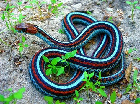 Download California Red-sided Garter Snake Wallpaper | Wallpapers.com