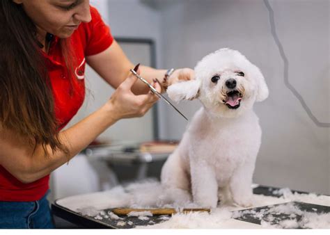 Pet Groomer and Dog Sitting Insurance