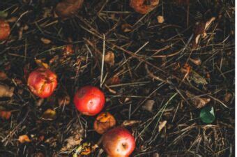 Image result for Composting Materials