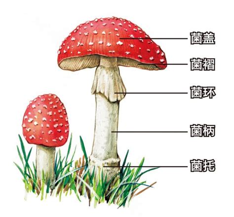 各种菌类菇图片及名称,所有菇类名称和图片,54种食用蘑菇的种类(第3页)_大山谷图库