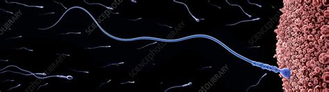 Image result for Human Fertilisation