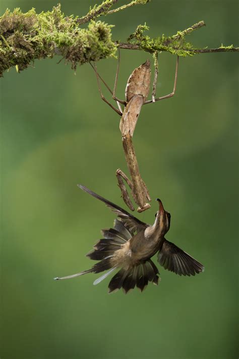 Giant Praying Mantis Eating Bird