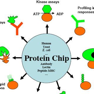 Protein Microarray Applications 的图像结果
