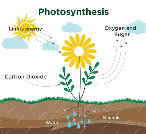 Fotosynthese plant diagram clipart ontwerp Wetenschap fotosynthese infographic met ...