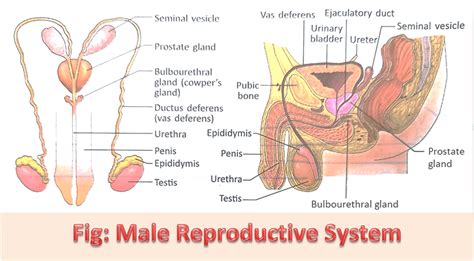 Image result for Male Reproductive System Components