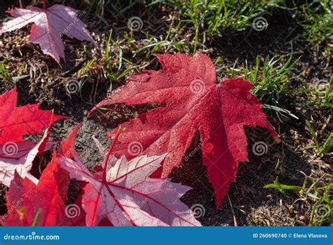 Autumn Still Life of Maple Leaves. Wet Red Autumn Maple Leaf. Colorful ...