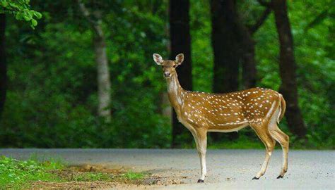 5 Best Wildlife Sanctuaries In West Bengal For Your Bucket List
