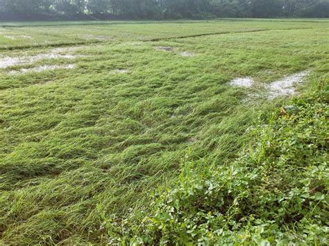 Paddy farming in times of climate change – field notes – SANDRP