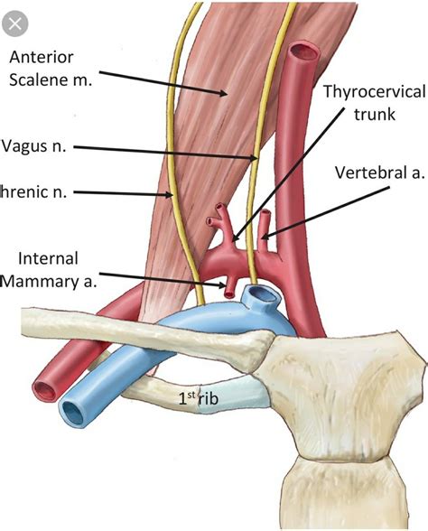 Accessory nerve cn xi schema anatomy – Artofit