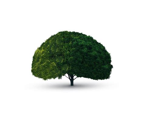 Tree PSD, High Quality Free PSD Templates for Download | Freepik