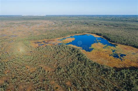 Swamp Aerial View 的图像结果