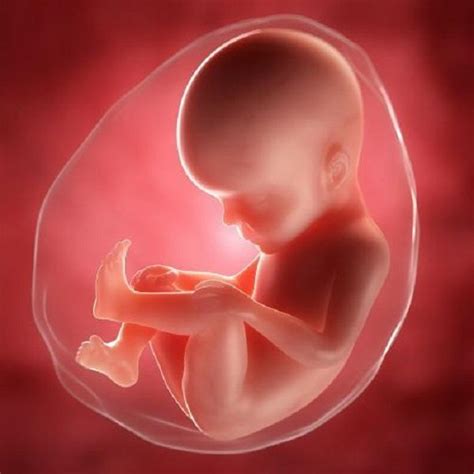 怀孕后多久容易发生胎儿畸形?过了这个危险期就可以松口气了-爱子网