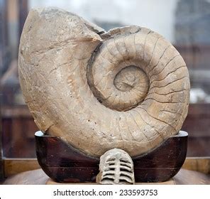 Image result for Round Shell Fossil