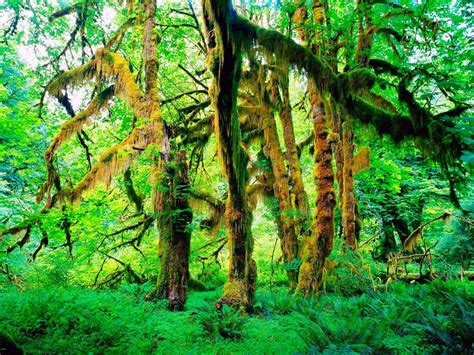 Forest Tree 的图像结果