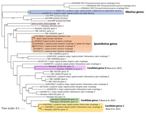 Virophages of Giant Viruses: An Update at Eleven