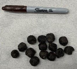 Image result for Giraffe Poop Facts