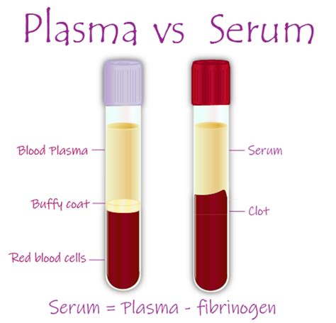 What Is the Difference Between Plasma and Serum? - Owlcation